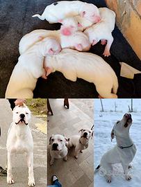 Dogo argentino