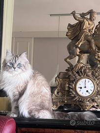 Si prenotano cuccioli gatto siberiano con pedigree