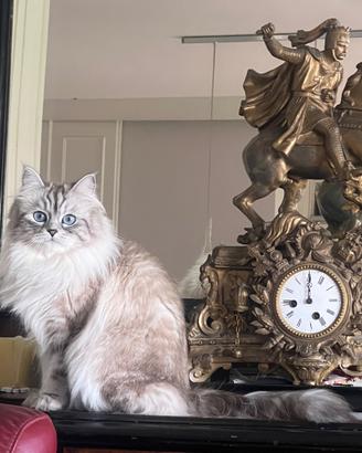 Si prenotano cuccioli gatto siberiano con pedigree