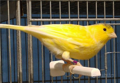 Canarini Malinois Waterslager