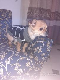 Chiwawa