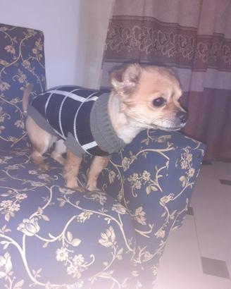 Chiwawa