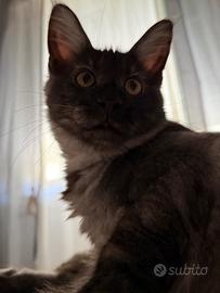 Maine Coon maschio