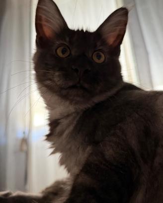 Maine Coon maschio