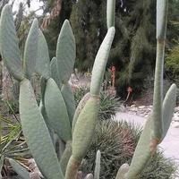 7 varieta fico d’India