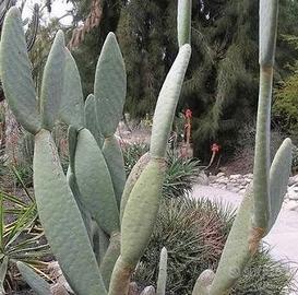 7 varieta fico d’India