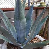 Piante di agave e succulente