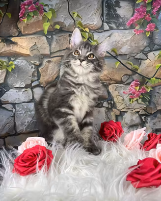 Maine Coon