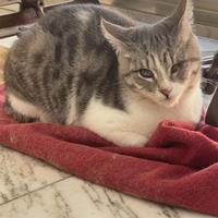 Dalila gattina 7 mesi senza un occhio