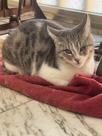 Dalila gattina 7 mesi senza un occhio