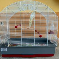 Calopsite con gabbia