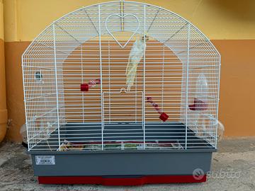 Calopsite con gabbia