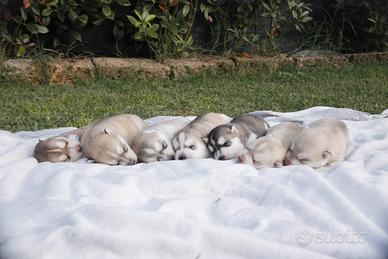 Siberian husky cuccioli