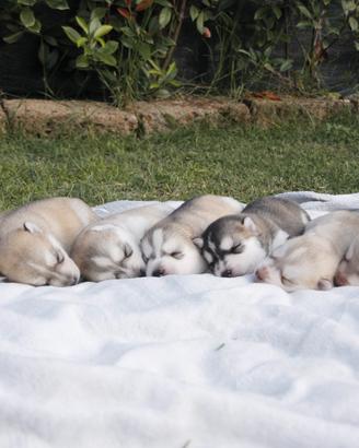 Siberian husky cuccioli