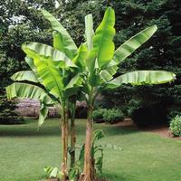 Piante di Banano resistenti al gelo