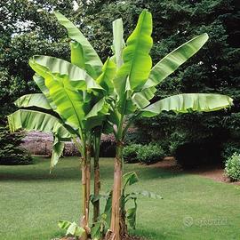 Piante di Banano resistenti al gelo