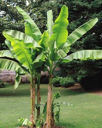Piante di Banano resistenti al gelo