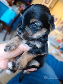 Cucciolo Yorkshire
