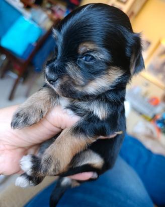 Cucciolo Yorkshire