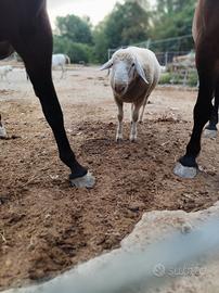 coppia pecore 