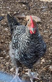 Gallo