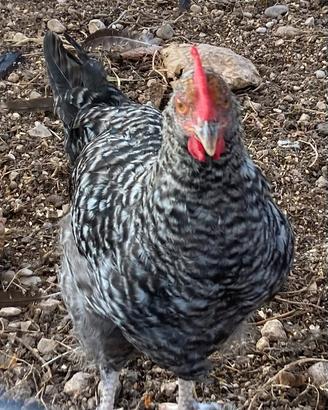 Gallo
