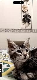 Cucciola incrocio Mainecoon