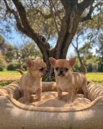Chihuahua