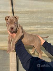 American bully xl