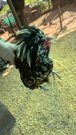 Gallo padovano tricolore