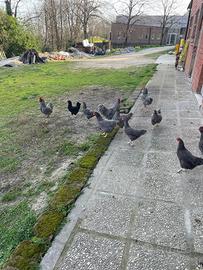 Gallo Amrok di 10 messi