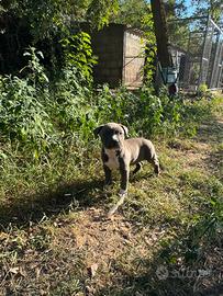 Amstaff