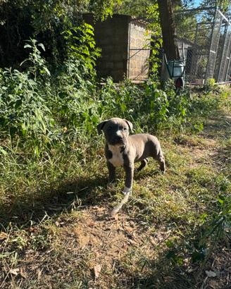 Amstaff