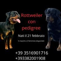 Cuccioli di rottweiler con pedigree