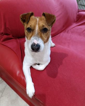 Maschio adulto Jack Russell Terrier accoppiamento