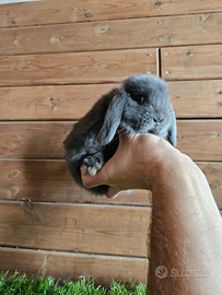 Conigli nani Blu di vienna ariete mini lop