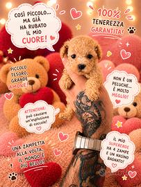 Cucciola barboncino albicocca toy