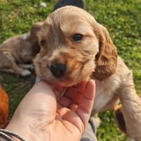 Cuccioli di Cocker Spaniel Inglese