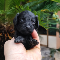 Barboncino maschio femmina nero