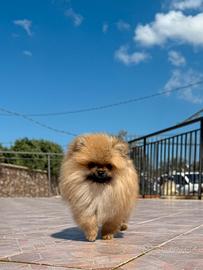 Spritz di Pomerania