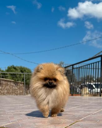 Spritz di Pomerania