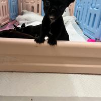 Chihuahua cucciolo nero lucido