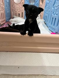 Chihuahua cucciolo nero lucido