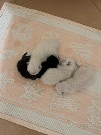 Cuccioli gatto simil thai