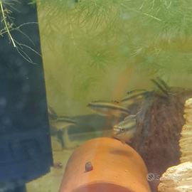 Coppie pulcher pelvicachromis