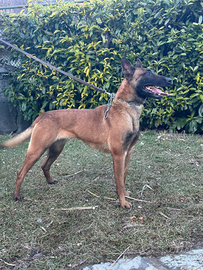 Pastore Belga Malinois femmina