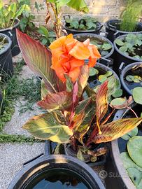 Canna indica durban (variegata)