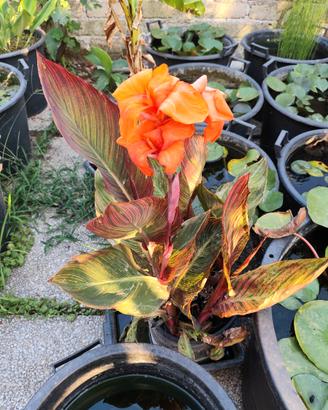 Canna indica durban (variegata)