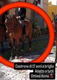 Castrone per principianti