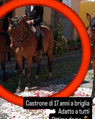 Castrone per principianti